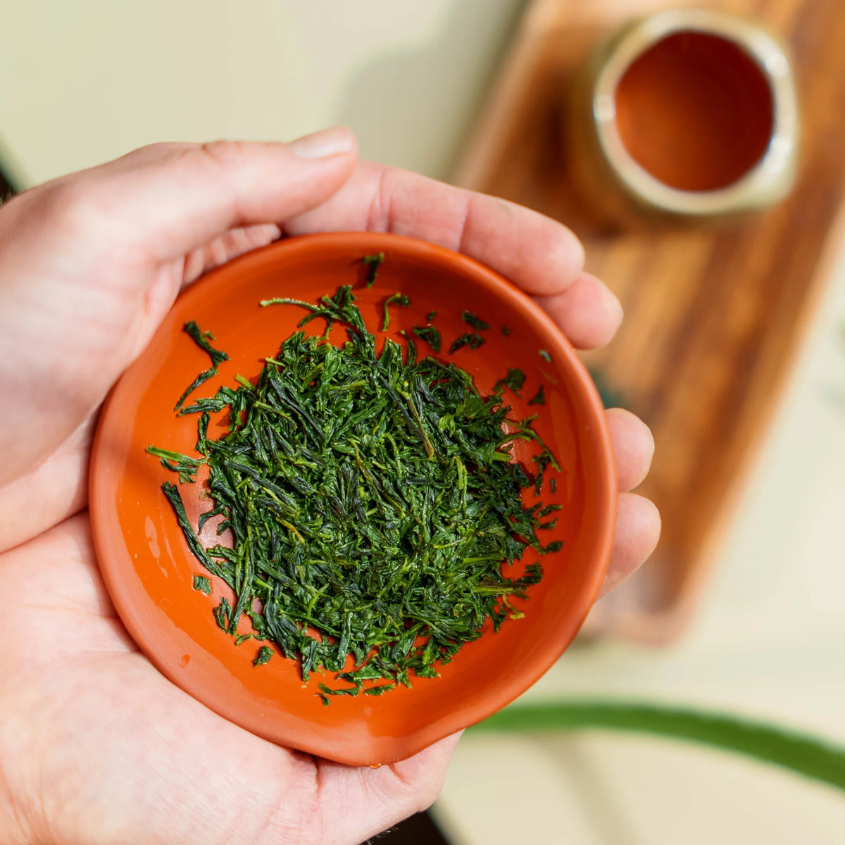 Brewed gyokuro Japanese tea in red clay tea pot