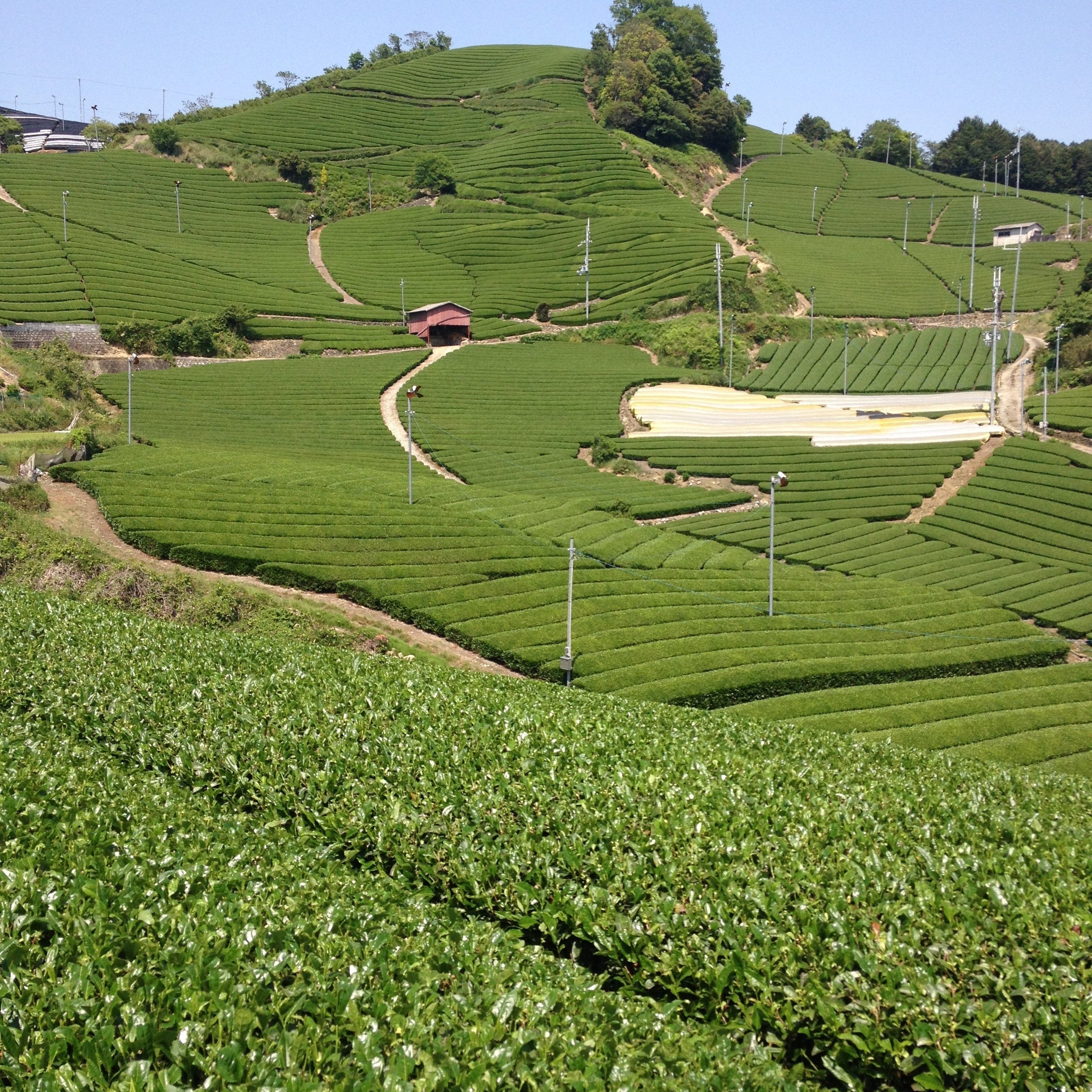 Japanese green tea fields in Wazuka, Japan