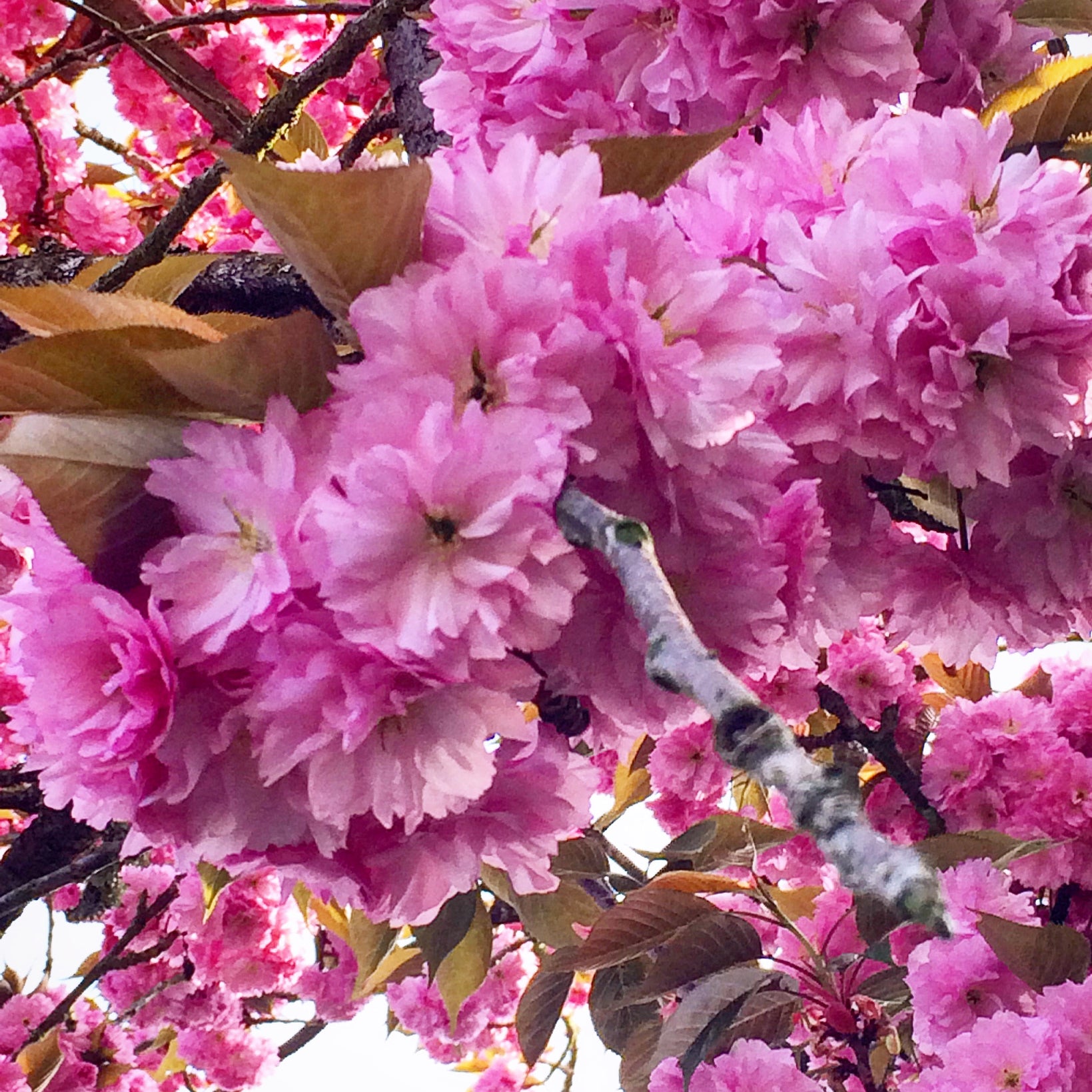 Sakura Cherry Blossoms