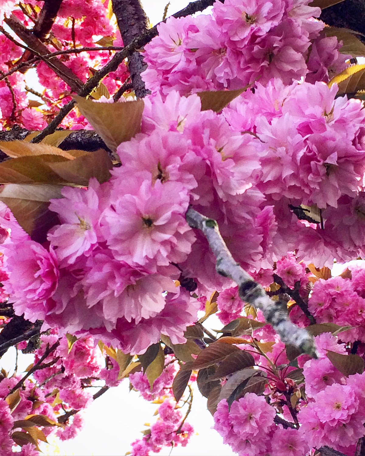 Sakura Cherry Blossoms