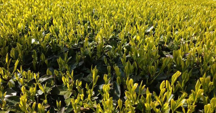 Fresh organic tea fields in Japan