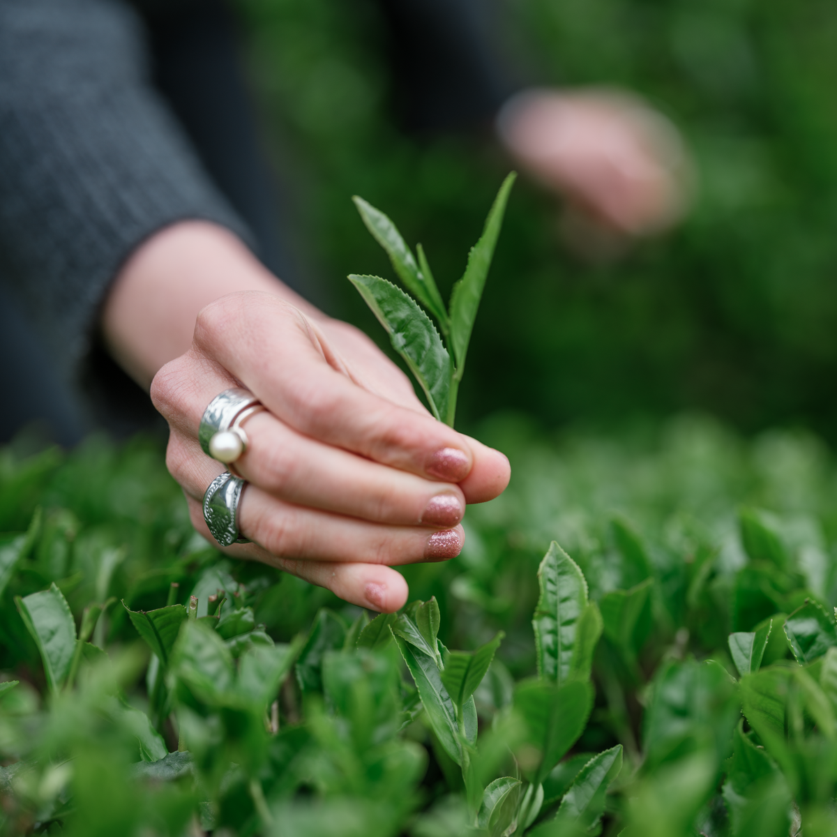 Freshly picked Japanese green tea bud and leaf in the field. 
