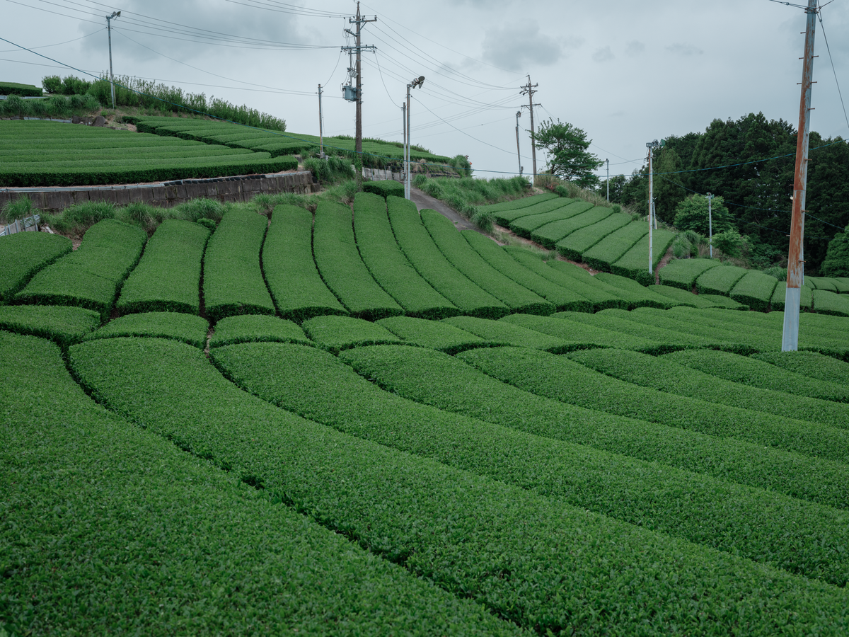 Tea fields in Japan – Mizuba Tea Co.