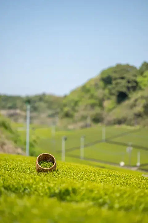 Small basket in a field of matcha leaves