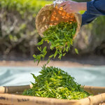 Tencha leaves being poured into a basket

