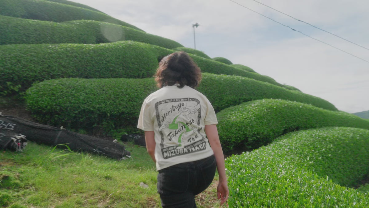 Mizuba Tea visiting Tencha farm in Uji, Japan