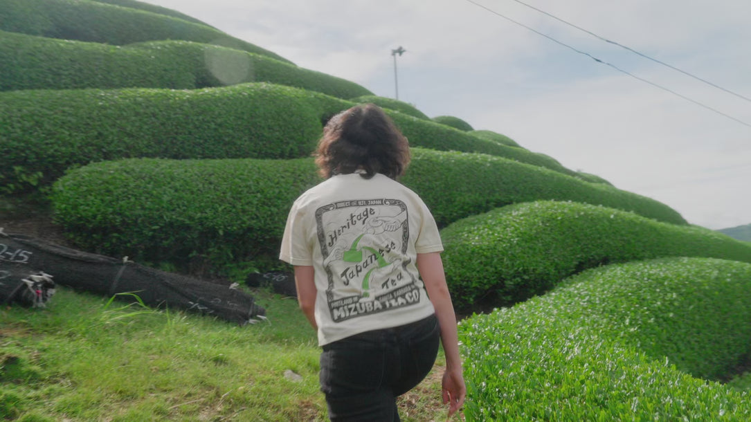 Mizuba Tea visiting Tencha farm in Uji, Japan